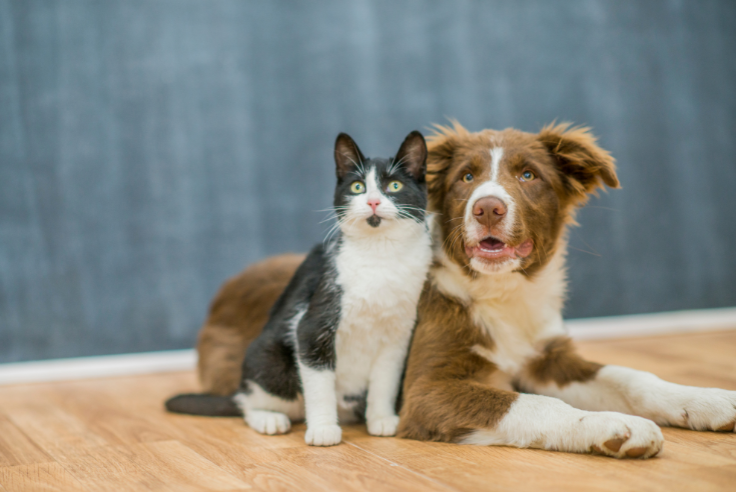Franchises animaux : concepts qui recrutent et apport requis